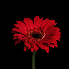 Beautiful red blooming Gerbera with stem isolated on black background. Close-up studio shot.