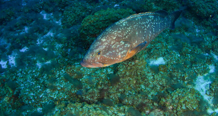Fototapeta na wymiar a grouper strolls slowly on the seabed surrounded by stones, seaweed and sand.