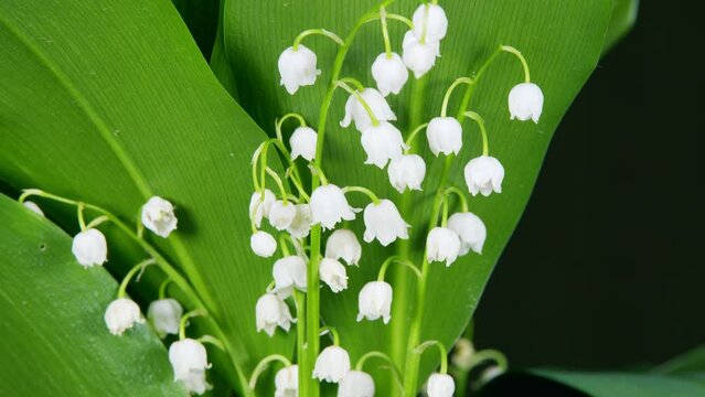 Fading flower. Blooming lily of the valley in spring forest. Flowers bells lily of the valley wild. Time lapse.