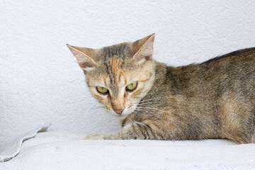 Calico cat lying on a white surface looking down angrily