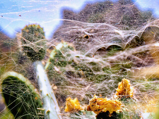 a huge strong spider web, in several levels. Including a colony of whiteflies
