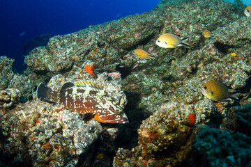 a grouper resting peacefully on the reef with the blue sea in the background