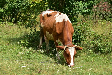 krowa, zwierzak, farma, pola, mleczko, rolnictwa, pastwisko, bydło,  - obrazy, fototapety, plakaty