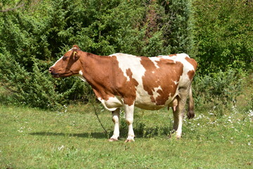 Fototapeta na wymiar krowa, zwierzak, farma, pola, mleczko, rolnictwa, pastwisko, bydło, 