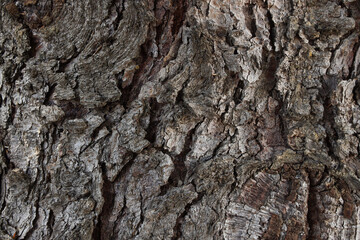 tree trunk texture photo