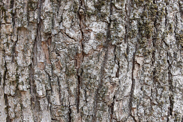 tree trunk texture photo