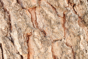tree trunk texture photo