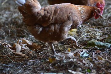 Gallina en el gallinero
