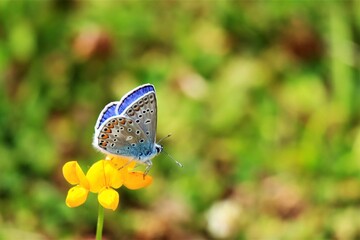 Gros Plan sur un Papillon Azuré Commun butinant.