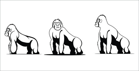Gorilla standing positions vector drawing © Mansoor