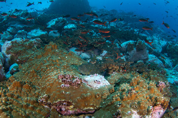 Naklejka na ściany i meble Giant hawkfish is hiding on the bottom. Cirrhitus rivulatus fish near the Malpelo island. Marine life in Pacific ocean. The hieroglyphic hawkfish among the stones. 