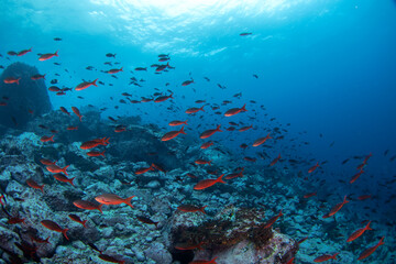 Fototapeta na wymiar Paranthias colonus during dive next to Malpelo. Pacific creolefish on the dive. Abundant fish in protected area. 