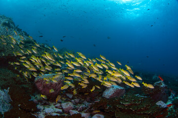 Fototapeta na wymiar Blue and gold snapper are swimming on the coral. Nice shoal of snapper during dive. Malpelo marine reserve. 