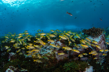 Blue and gold snapper are swimming on the coral. Nice shoal of snapper during dive. Malpelo marine reserve.	