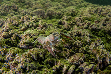 Crayfish is walkin on the river bottom. Invasive crustacean in Traun river. European nature. 