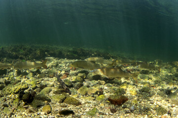 Shoal of common barbels in Traun river. River scuba diving. Barbels during dive. European nature. - obrazy, fototapety, plakaty