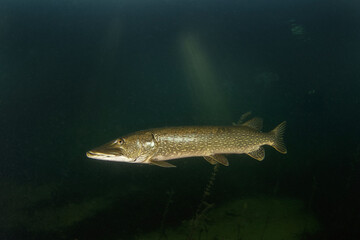 Calm northern pike in Traun river. River scuba diving. Pike during dive. European nature. - obrazy, fototapety, plakaty