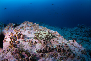 Epinephelus dolabriformis near Malpelo island. Starry grouper is lying on the bottom. Marine life.	