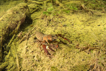 Crayfish is walkin on the river bottom. Invasive crustacean in Traun river. European nature. 