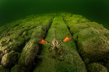 Crayfish is walkin on the river bottom. Invasive crustacean in Traun river. European nature. 