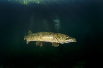 Calm northern pike in Traun river. River scuba diving. Pike during dive. European nature. - obrazy, fototapety, plakaty