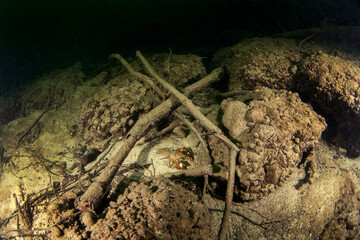 Crayfish is walkin on the river bottom. Invasive crustacean in Traun river. European nature. 
