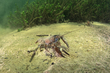 Crayfish is walkin on the river bottom. Invasive crustacean in Traun river. European nature. 