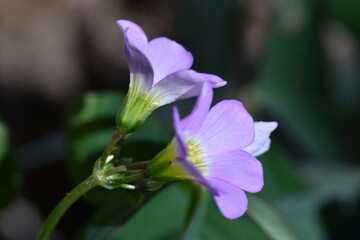 Flores violetas de trébol