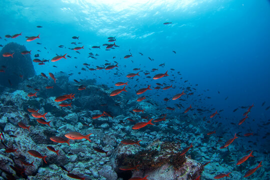 Paranthias colonus during dive next to Malpelo. Pacific creolefish on the dive. Abundant fish in protected area.	
