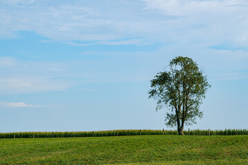 Lone tree on a hill beside a cornfield in the countryside of Amish country, Ohio