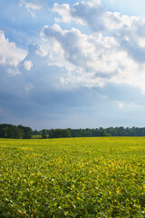 Fototapeta premium Soy bean field in the afternoon sun under a cloudy sky in Amish country, Ohio