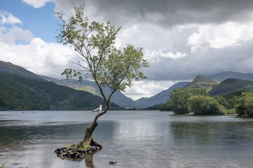 tree on the lake