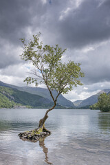 tree on the lake