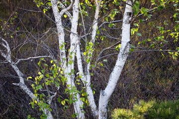 Birch trees in nature