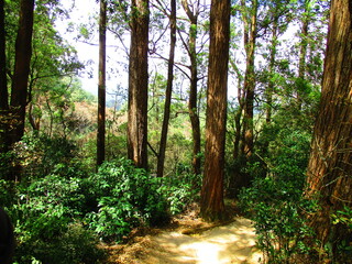 footpath in the forest