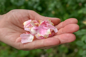 Petals of ROSA CANINA L on a woman's palm. Dog rosehip petals are widely used in cosmetology and medicine.