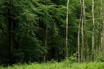 Birch trunks in a dense deciduous forest in summer.