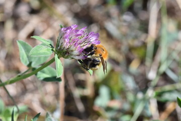 Abeja libando de una flor morada con fondo difuminado (macro)