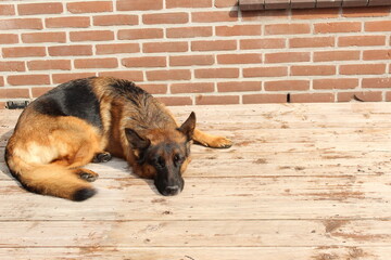 german shepherd laying on a deck