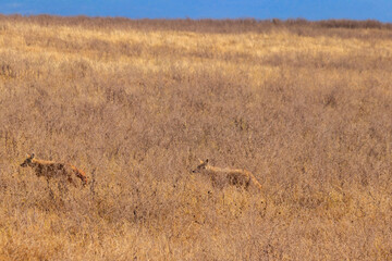 Two jackals walking in dry savannah in Ngorongoro crater national park, Tanzania