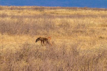 Two jackals walking in dry savannah in Ngorongoro crater national park, Tanzania