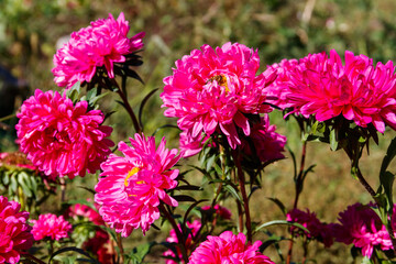 Multicolored asters on flower bed in the garden