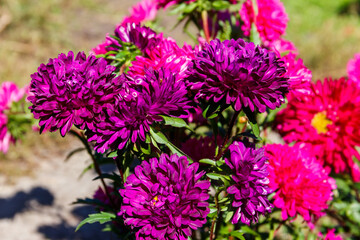 Multicolored asters on flower bed in the garden
