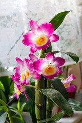 Potted purple blooming Dendrobium orchid as a houseplant