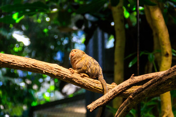Western pygmy marmoset (Cebuella pygmaea), smallest monkey in the world, on a branch