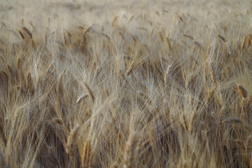 Grain field