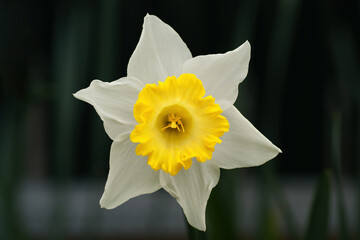 Fototapeta premium Narcissus white and yellow