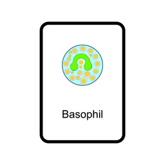Basophil cellular schematic structure vector illustration, eps10 icon