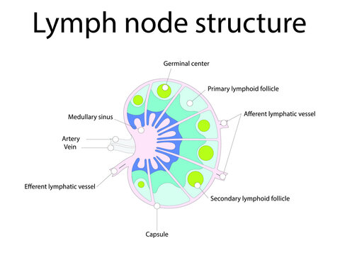 Lymph node structure schematic anatomic illustration - showing nodes, capsule, sinus, artery, vein, lymphatic vessels and germination center.