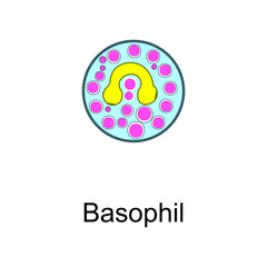 Basophil cellular schematic structure vector illustration, eps10 icon